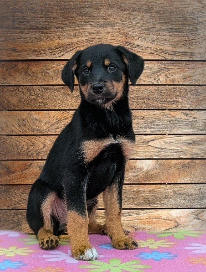 Nog 1 rottweiler x border collie teefje zoekt baasje!!, Dieren en Toebehoren, Parvo, 8 tot 15 weken, Meerdere dieren, Eén hond