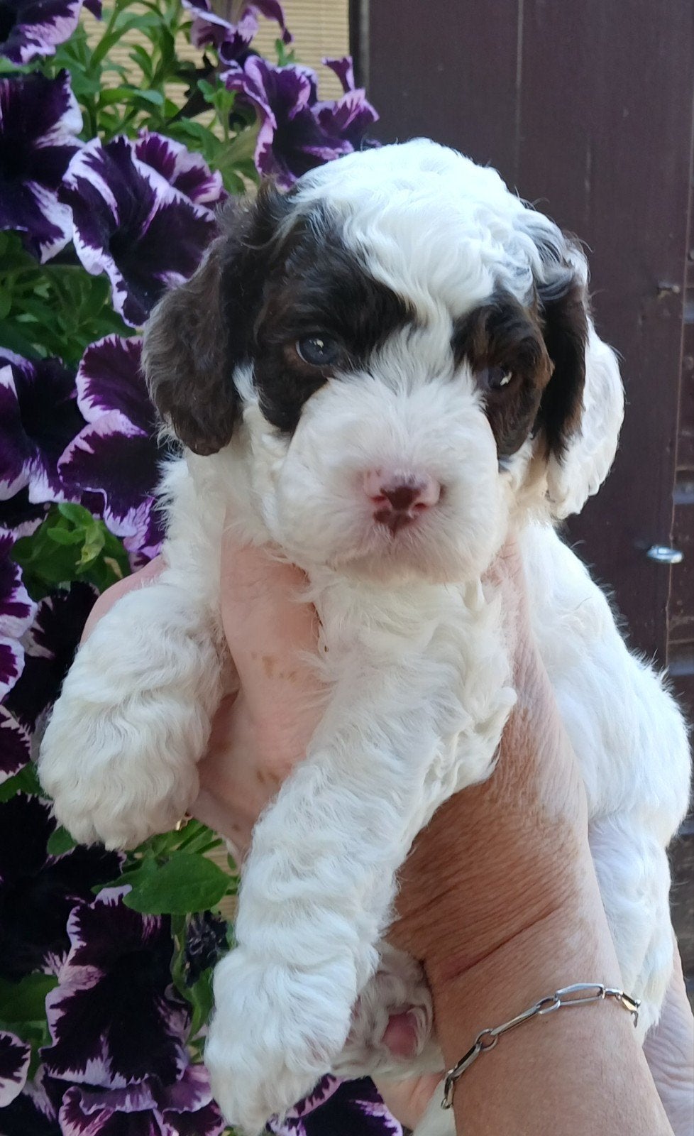 Australian Labradoodle pups, Parvo, 8 tot 15 weken, Meerdere, Meerdere dieren