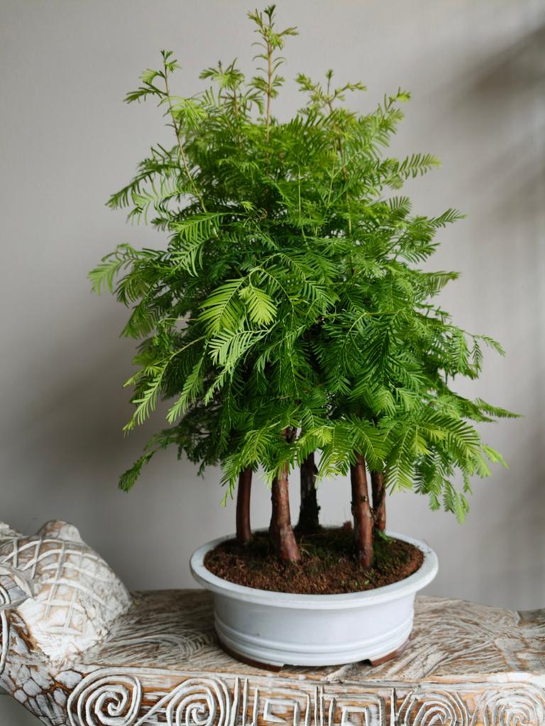 Metasequoia Bossage Bonsai 60cm, Ophalen, Bloeit niet, Halfschaduw, Overige soorten