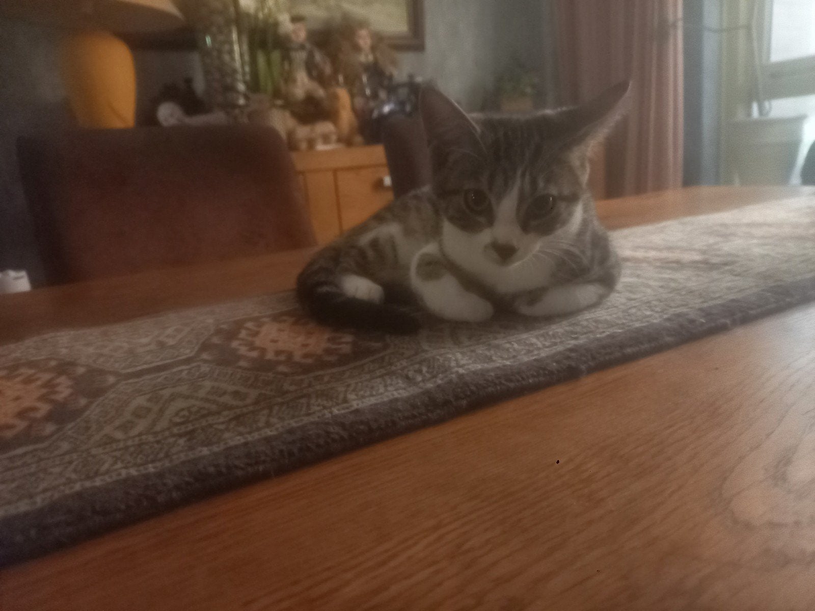 te koop Onze lieve kitten, het is een meisje, Poes, Ontwormd, 0 tot 2 jaar