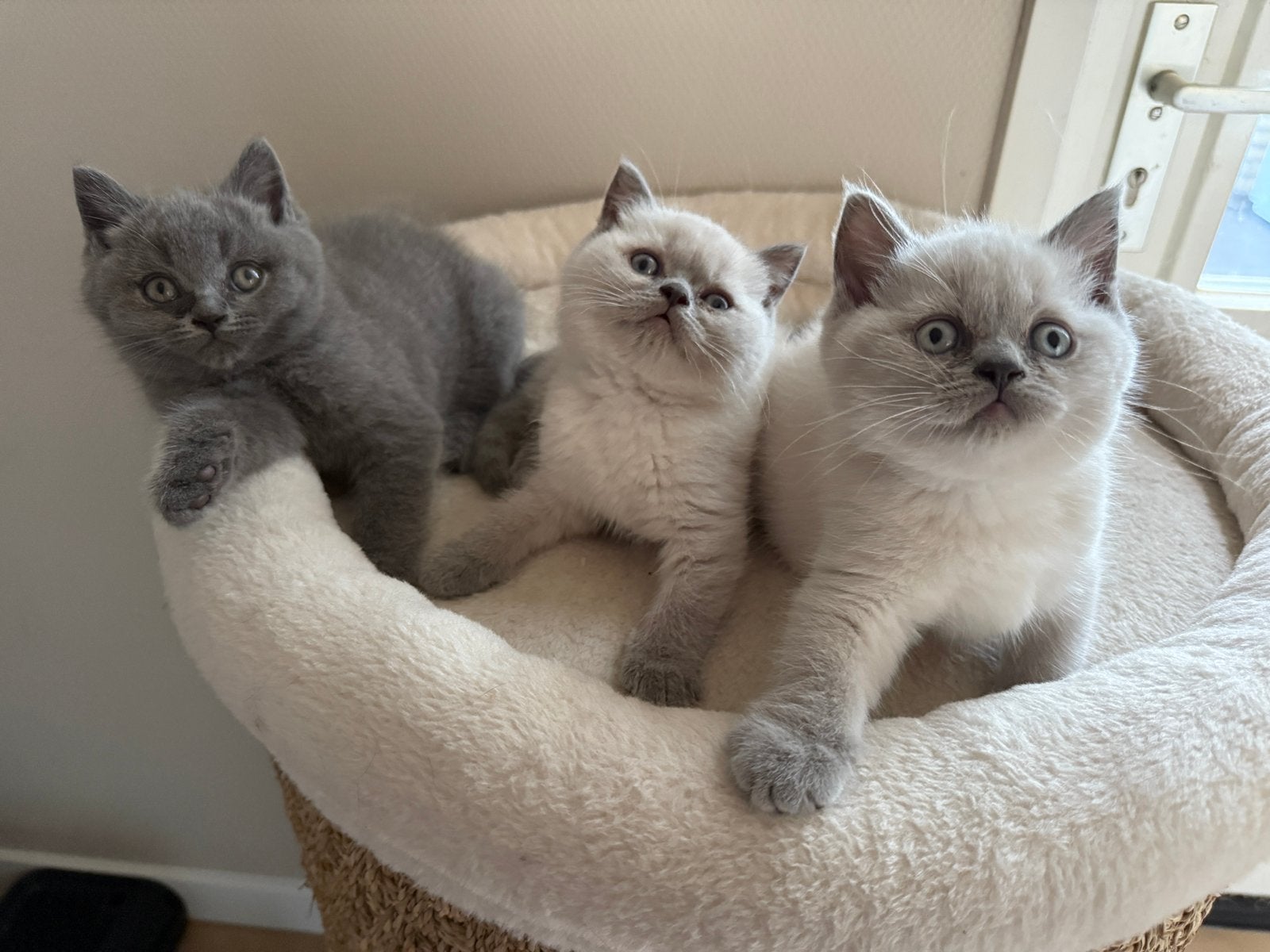 Brits korthaar kittens, Dieren en Toebehoren, Kater, Gechipt, 0 tot 2 jaar