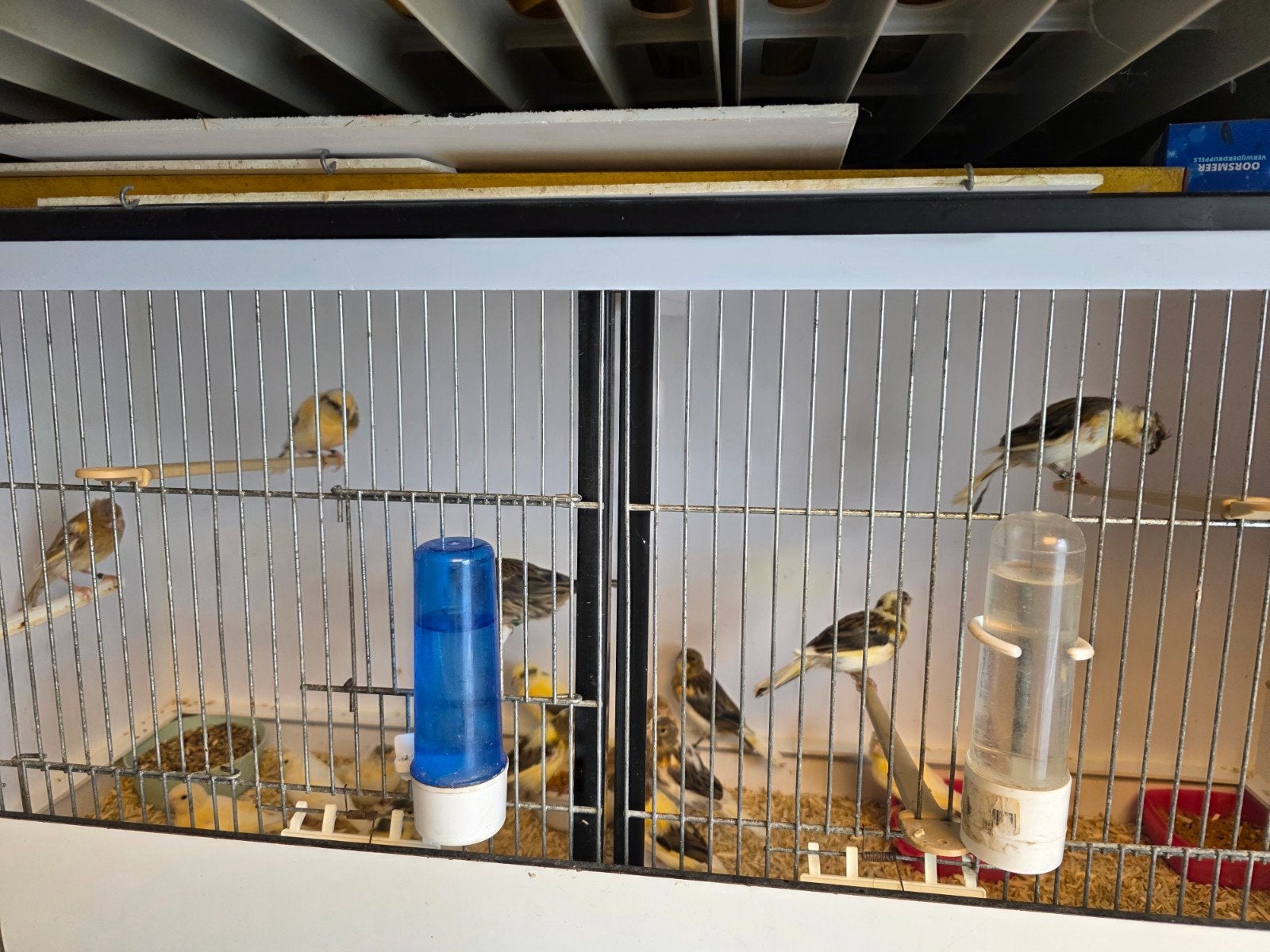 harlekijn kanaries, Dieren en Toebehoren, Vogels | Kanaries, Meerdere dieren, Kleurkanarie