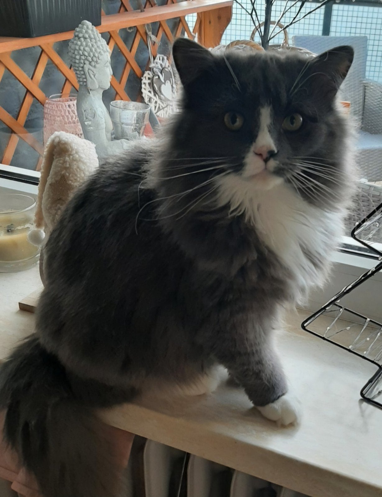 2 mooie katjes, Dieren en Toebehoren
