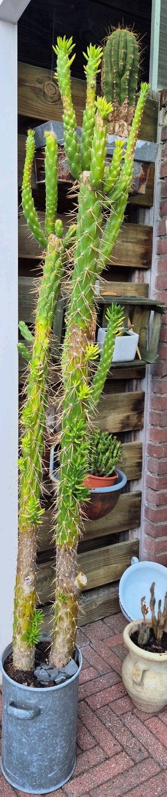 Austrocylindropuntia subulata  cactus, 2 stuks in 1 pot., Ophalen, Volle zon, Overige soorten, Minder dan 100 cm