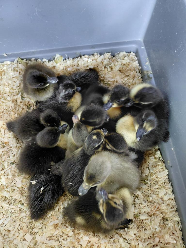 Kwaker pullen/kuikens, Dieren en Toebehoren, Meerdere dieren, Eend