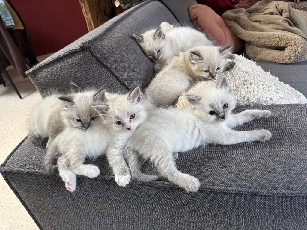 Prachtige Ragdoll  Neva Masquerade kittens (2 katertjes), Kater, Ontwormd, 0 tot 2 jaar
