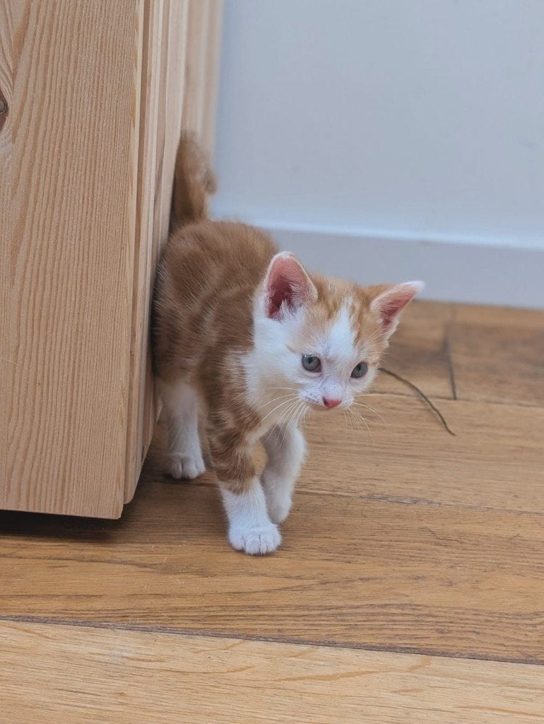Kittens aangeboden, Dieren en Toebehoren, Katten en Kittens | Overige Katten, Meerdere dieren, Kortharig, 0 tot 2 jaar