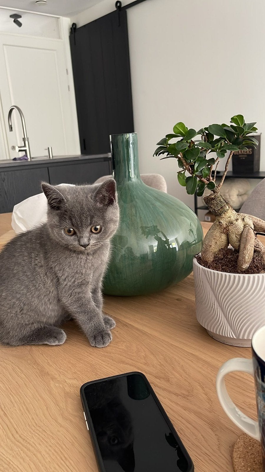 Prachtige Britse Korthaar kitten met stamboom, Kater, Met stamboom