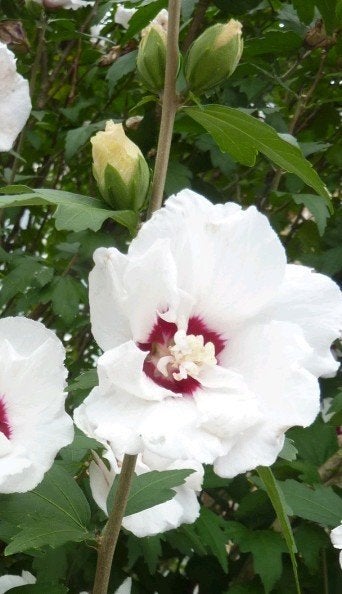 Zaden Hybiscus 'Red heart', Ophalen of Verzenden, Zaad