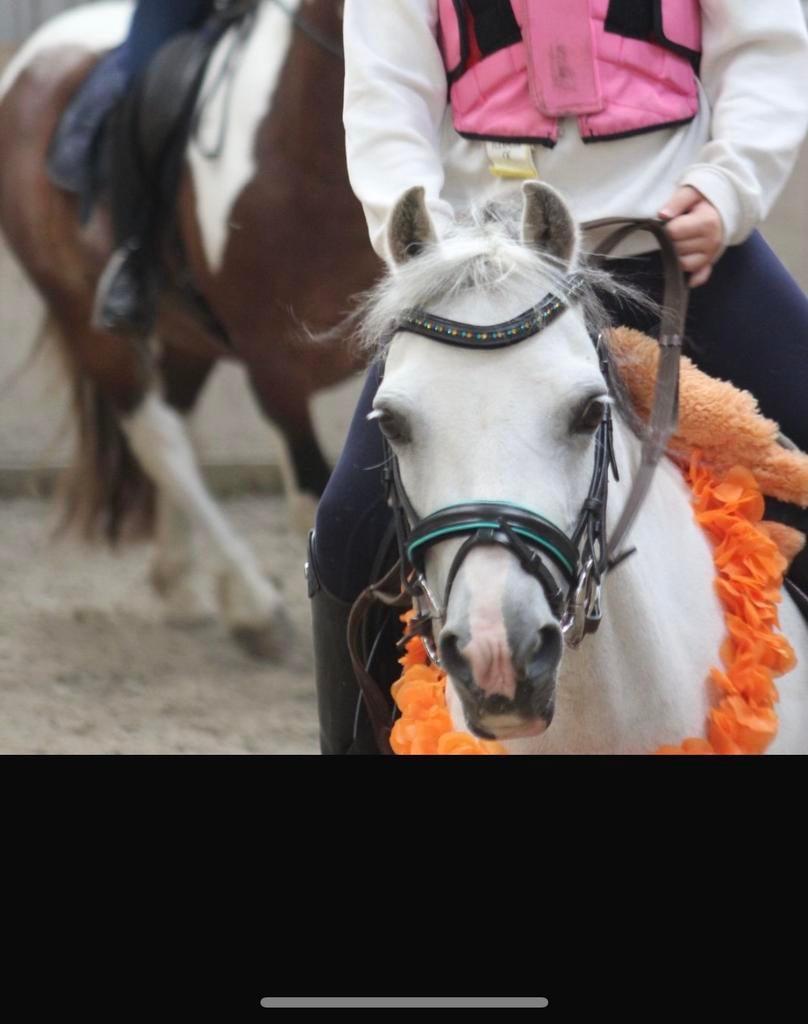 Verzorgster gezocht voor lieve whels a pony Sienna, Dieren en Toebehoren, Paarden en Pony's | Overige Paardenspullen, Ophalen of Verzenden