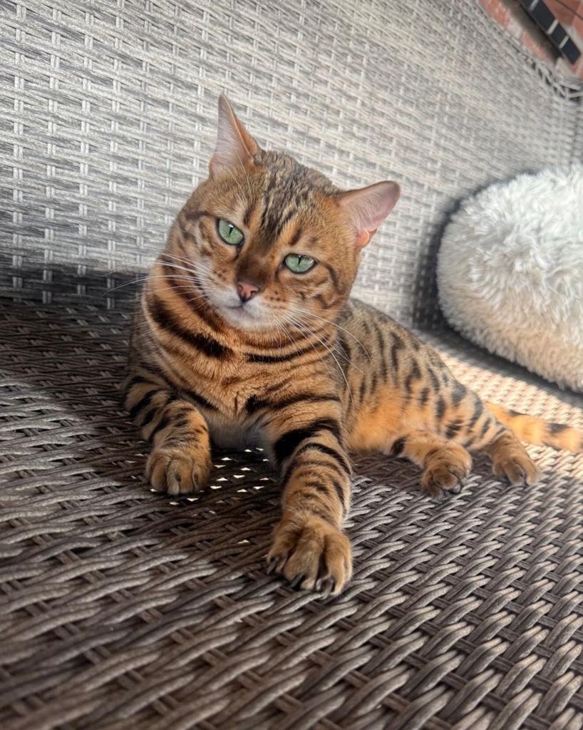 Prachtige bengaal poes 4jaar, Dieren en Toebehoren, Katten en Kittens | Raskatten | Korthaar, Poes, Gechipt