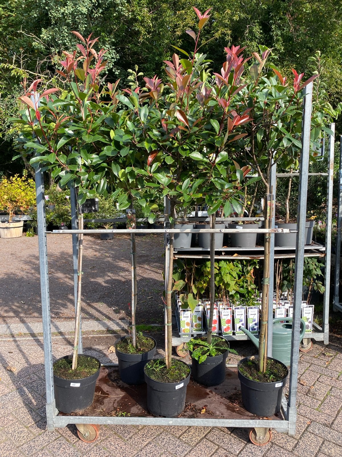 Groenblijvende Photinia 'Red Robin' op stam, Ophalen, Overige soorten, Struik, 100 tot 250 cm