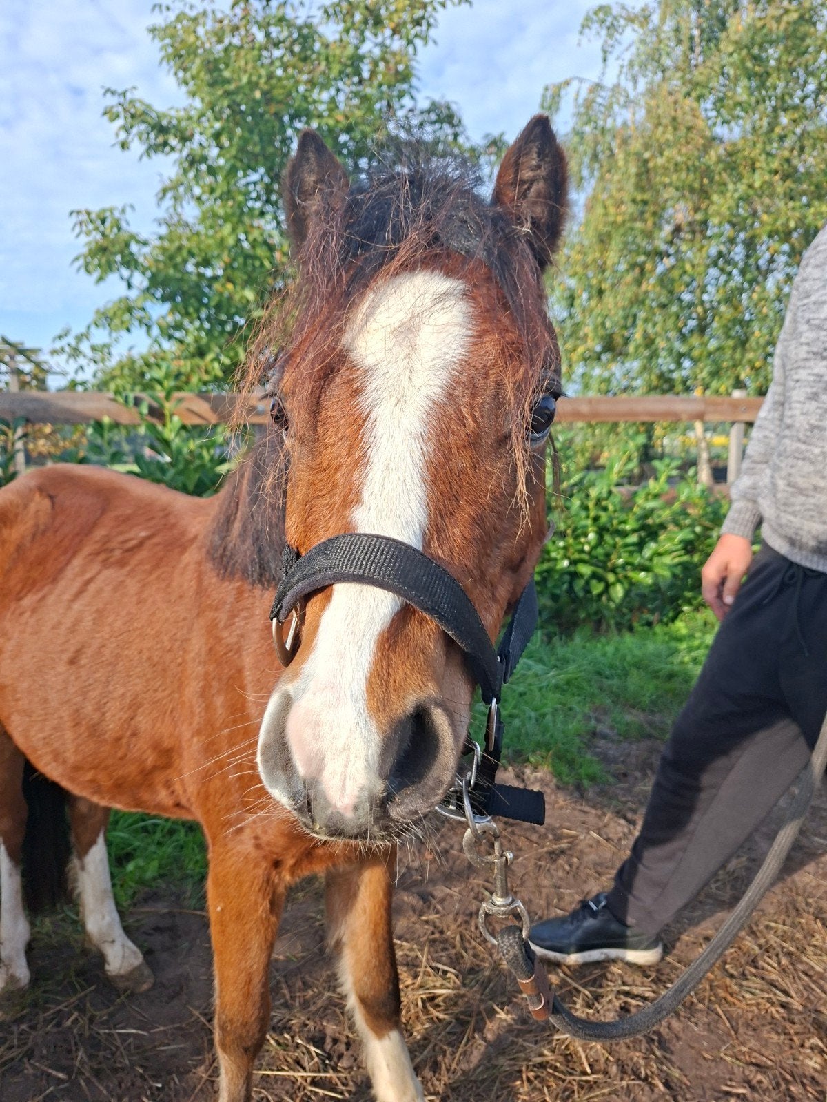 mooie welsh a pony 2 jaar, Dieren en Toebehoren, Hengst, A pony (tot 1.17m), 0 tot 2 jaar
