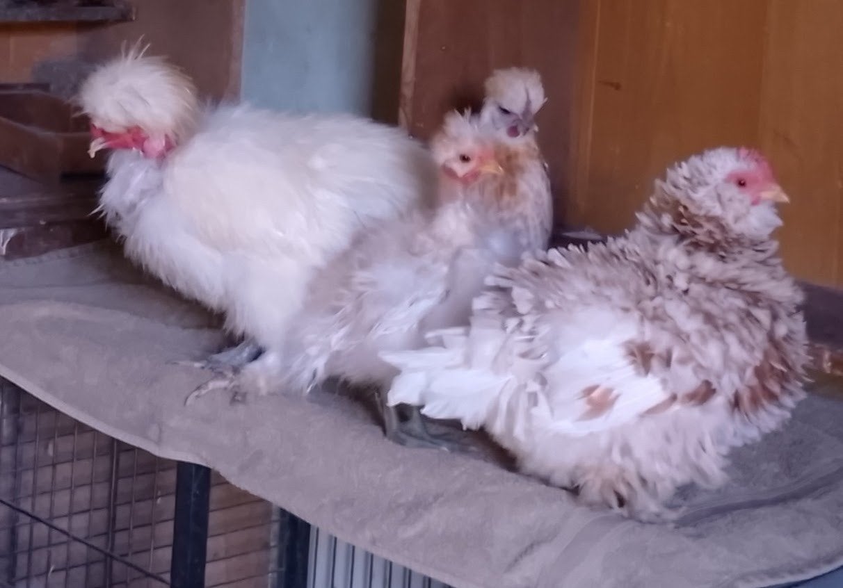 kippen familie, Dieren en Toebehoren, Pluimvee, Vrouwelijk, Kip