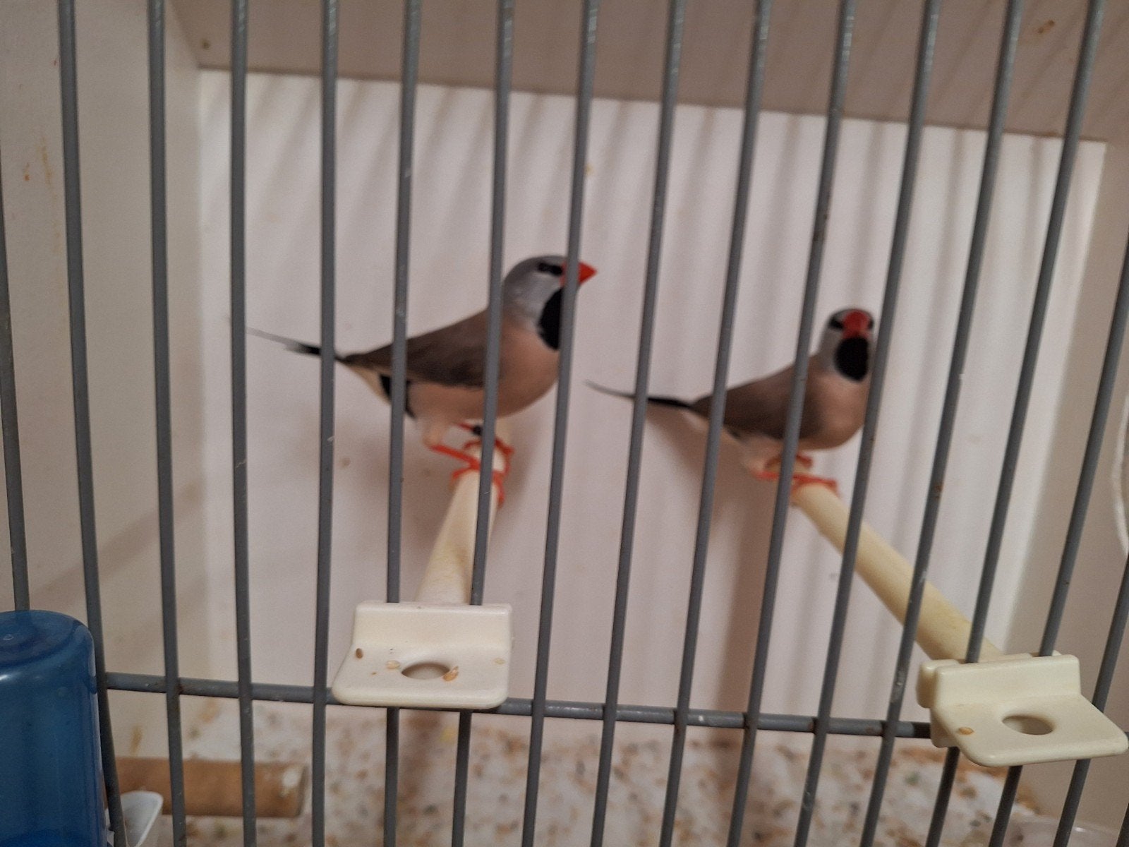 Spitsstaart amadines, Meerdere dieren, Geringd