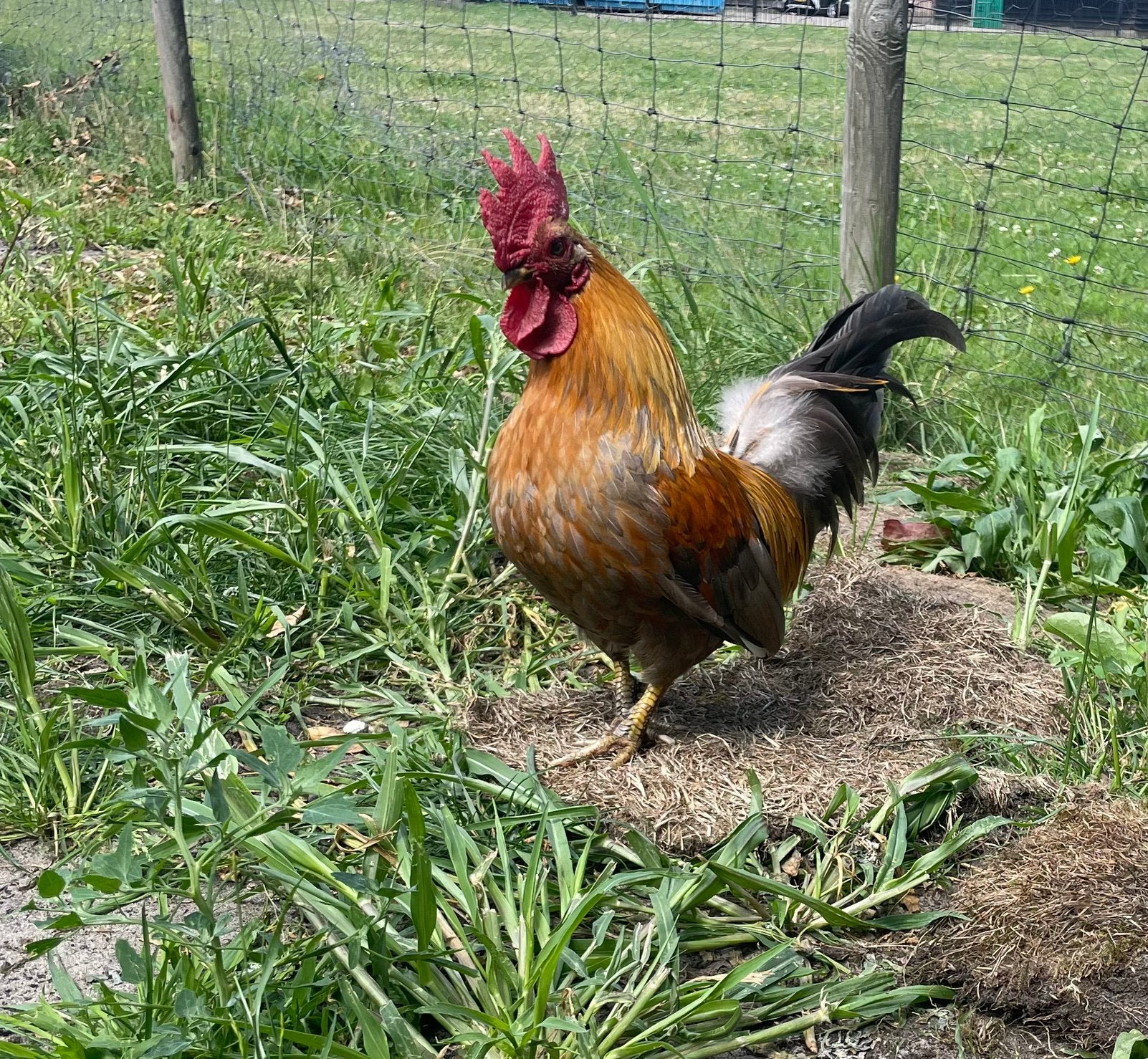 Krielhaan gratis, Dieren en Toebehoren, Mannelijk, Kip