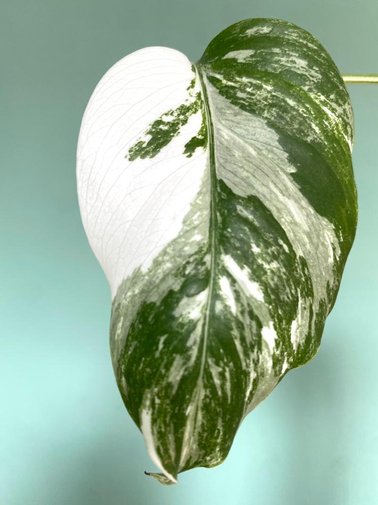 Topkwaliteit, witte Monstera Albo Variegata stek, Huis en Inrichting, Kamerplanten, Ophalen, Halfschaduw, Minder dan 100 cm