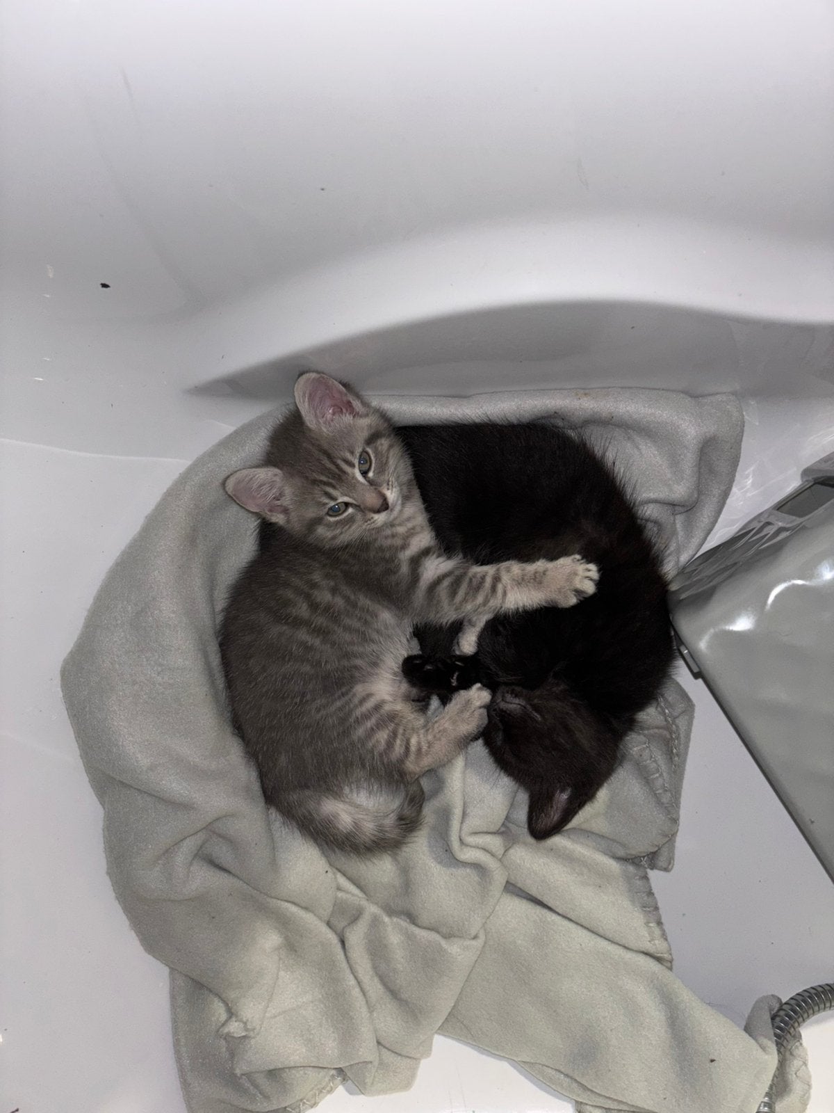 2 kittens; mama nebelung papa tabby (whiskaskat), Poes
