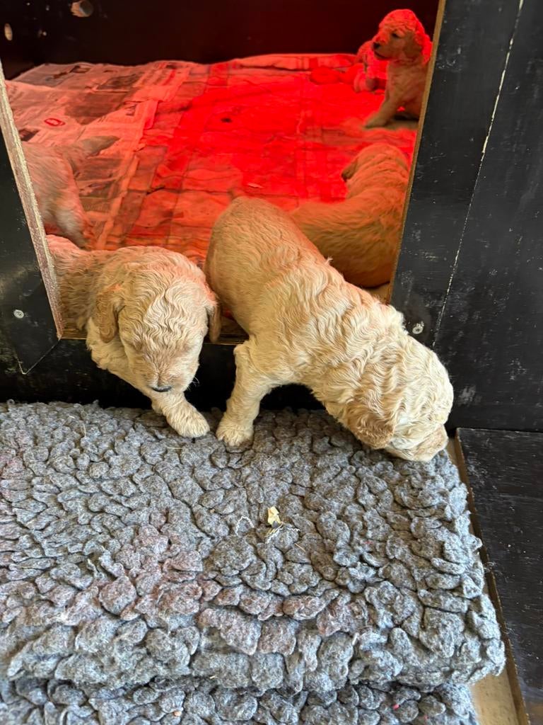 Labradoodle pups, Dieren en Toebehoren, Honden | Niet-rashonden, 8 tot 15 weken, Meerdere, Meerdere dieren, Middel