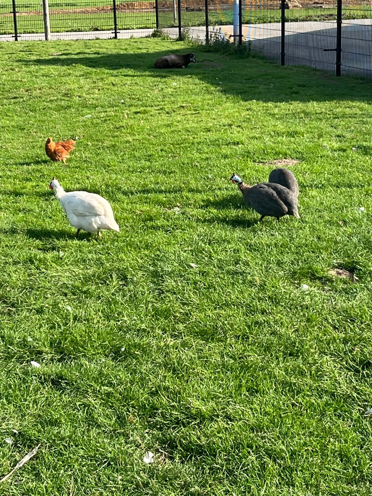 2 parelhoenders, Dieren en Toebehoren, Geslacht onbekend, Overige soorten