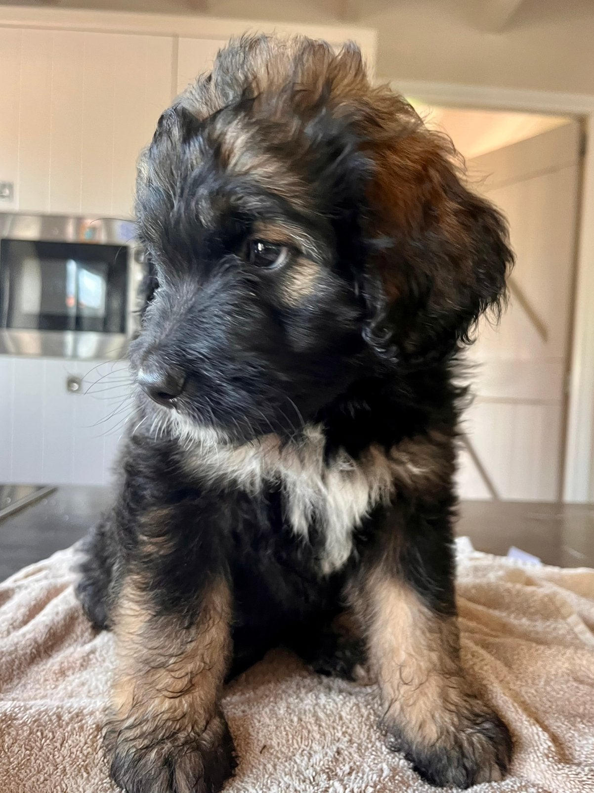 Lieve, bernedoodle pup, Labradoodle, goldendoodle, reu ,, Parvo, Reu, 8 tot 15 weken, Groot