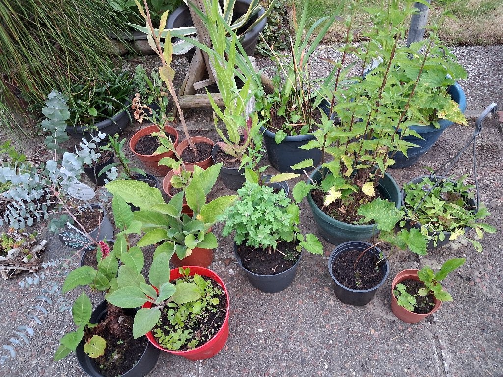 hobby kwekerij vaste tuinplanten en kamerplanten te koop, Vaste plant, Halfschaduw, Zomer, Ophalen