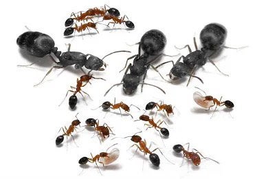 Monomorium subopacum queen + 10-20W, Mieren