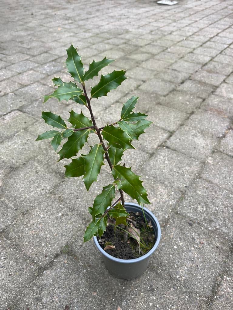 Hulst / Ilex planten, tot 40cm, Tuin en Terras, Planten | Tuinplanten, Overige soorten, Vaste plant, Ophalen of Verzenden, Bloeit niet
