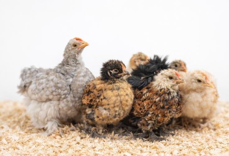Cochin kriel kuikens, Dieren en Toebehoren, Pluimvee, Geslacht onbekend, Kip