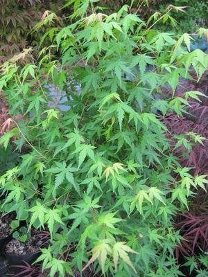 Acer palmatum, Japanse Esdoorn, Groen blad, Tuin en Terras, Ophalen of Verzenden, Esdoorn, Struik, 100 tot 250 cm