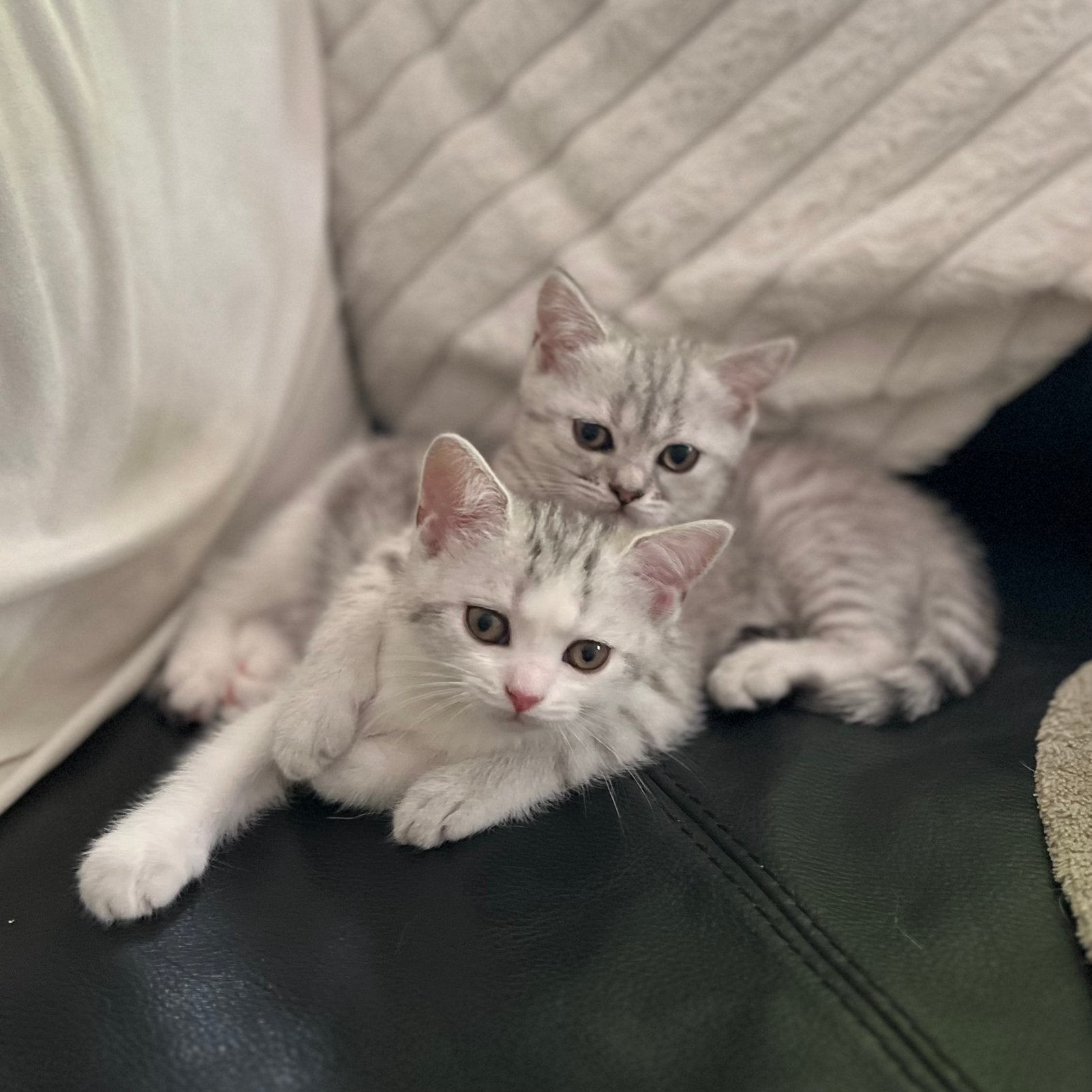 Britse korthaar kitten mag nu weg !, Meerdere dieren
