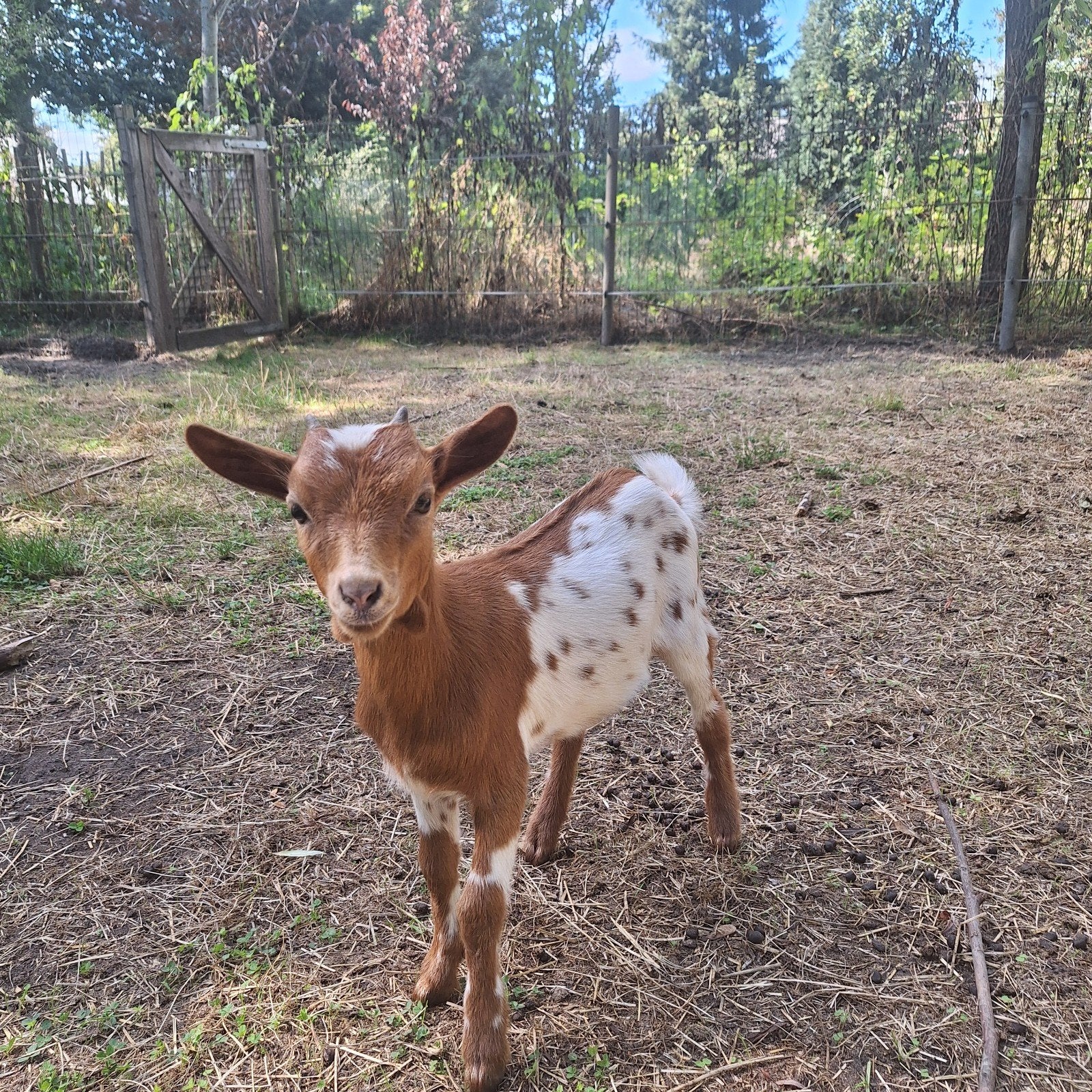 dwerggeiten, Meerdere dieren, Geit, 0 tot 2 jaar