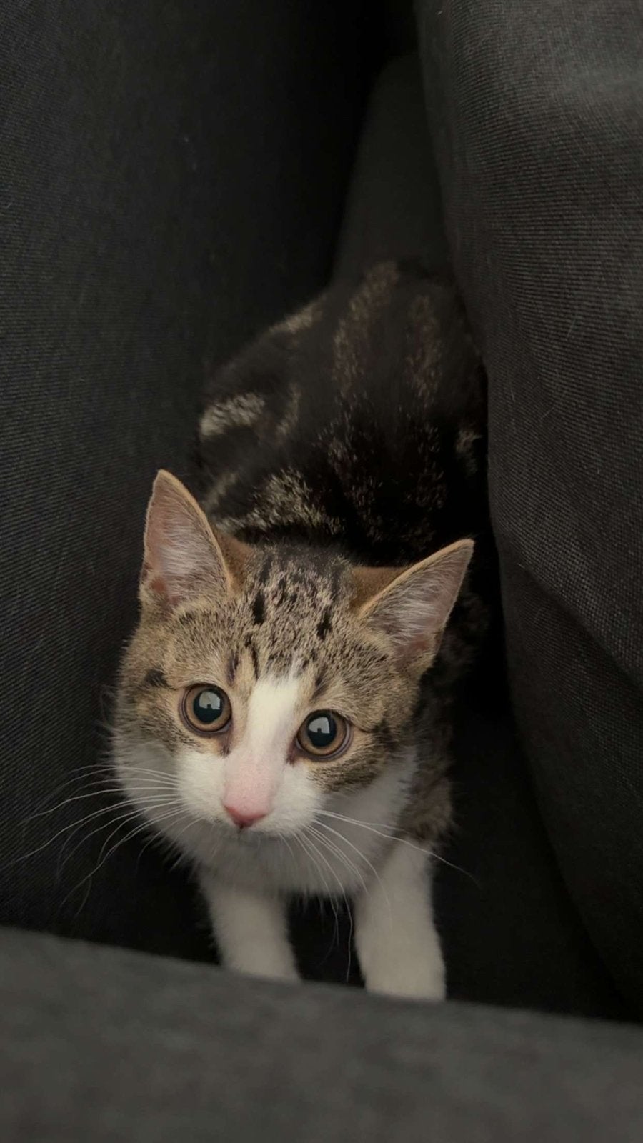 Lieve poes zoekt een nieuw thuis, Dieren en Toebehoren, Poes, Kortharig, 0 tot 2 jaar