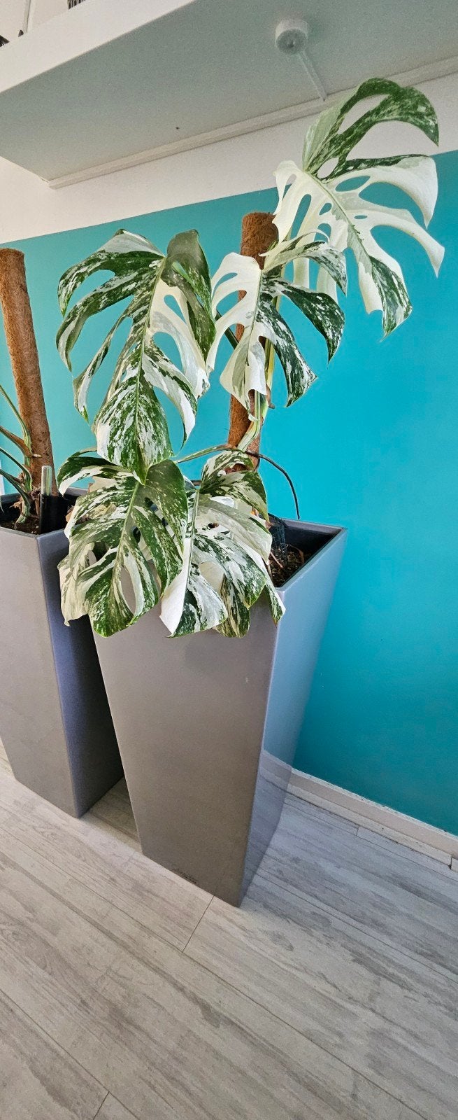 Monstera Variegata Albo - Prachtige Gevlekte Kamerplant, Ophalen, In pot, Halfschaduw, 100 tot 150 cm