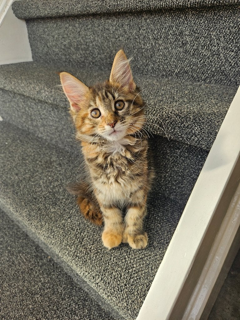Maine coon kittens, Poes, Gechipt