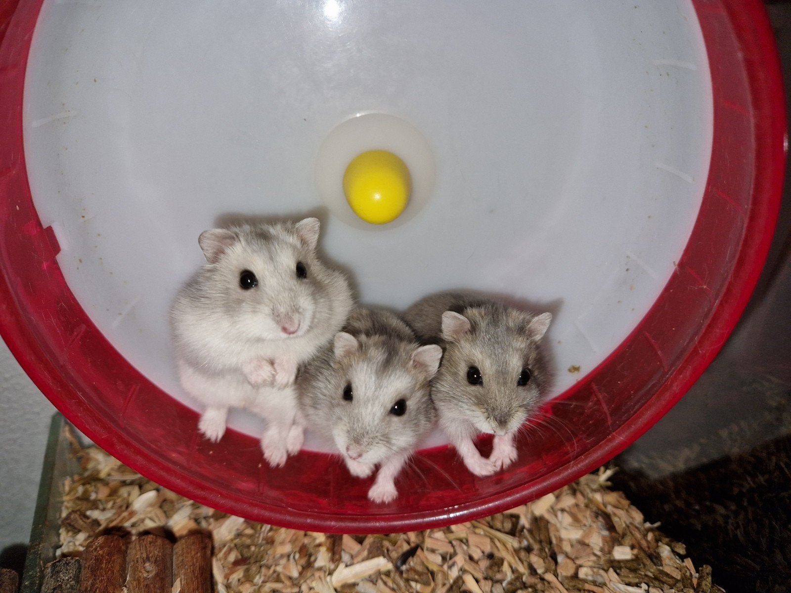 Tamme jonge dwerghamsters (met of zonder kooi naar keuze), Hamster, Augustus, Meerdere dieren, Tam