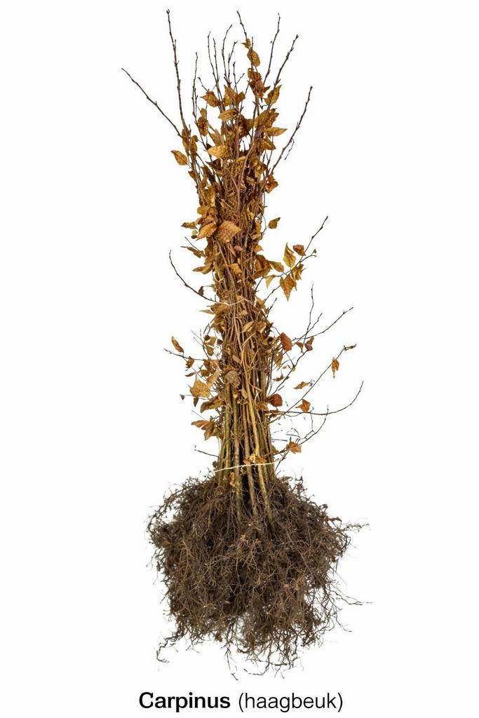 Haagplanten te koop Carpinus Acer, Beuken, Liguster en Taxus, Tuin en Terras, Ophalen, Bloeit niet, Halfschaduw, Overige soorten
