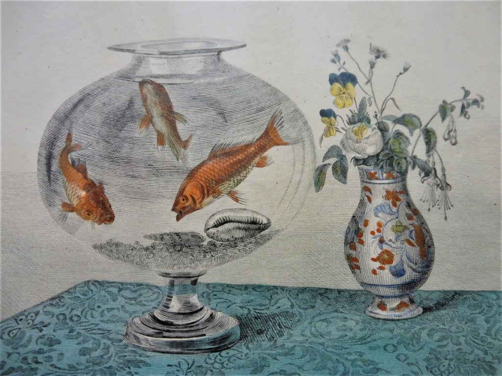 Gravure vis viskom met De Gouden Cyprin Goudvis 1839, 28 cm, 1800 - 1899, Met tekst, Ophalen of Verzenden
