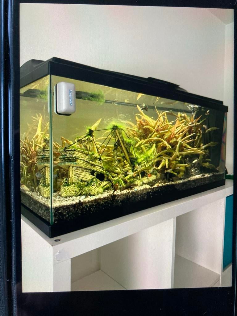Aquaria withsome fish, stone, Ophalen, Gebruikt, Plant(en), Steen of Hout