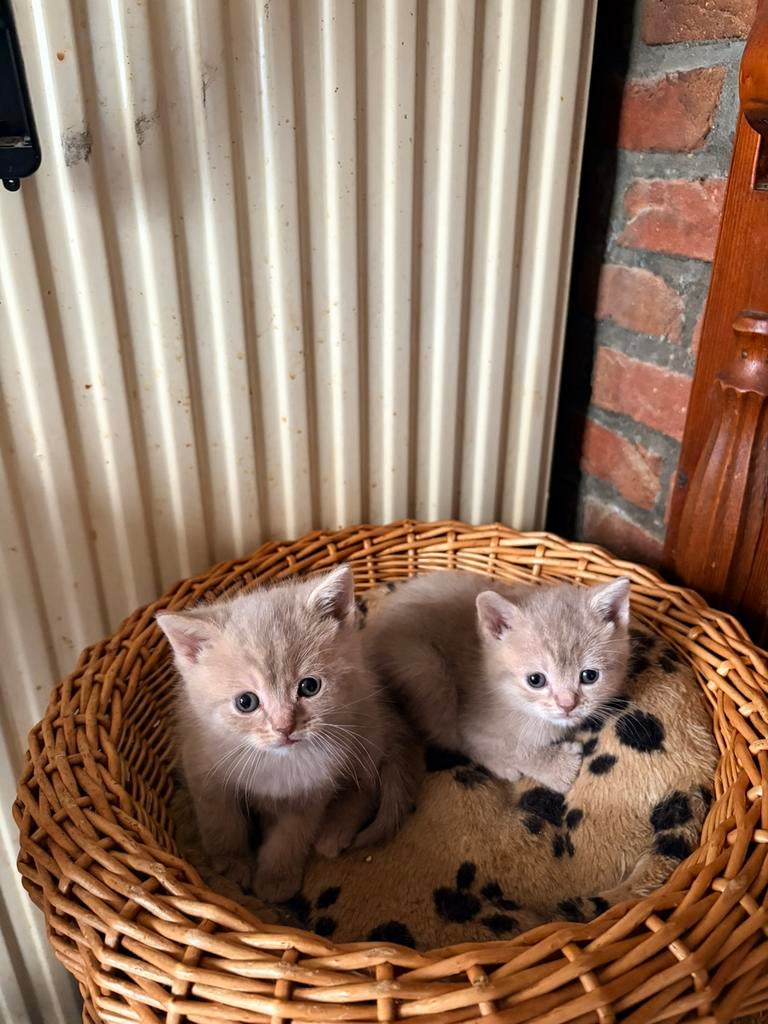 2 KITTENS, Dieren en Toebehoren, Poes, Kortharig, 0 tot 2 jaar