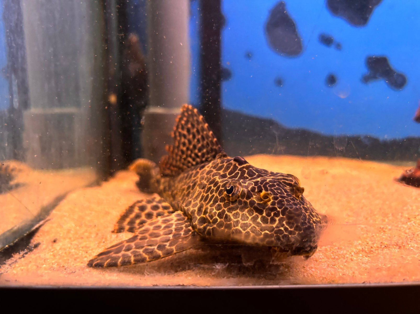Pleco, Dieren en Toebehoren, Vis