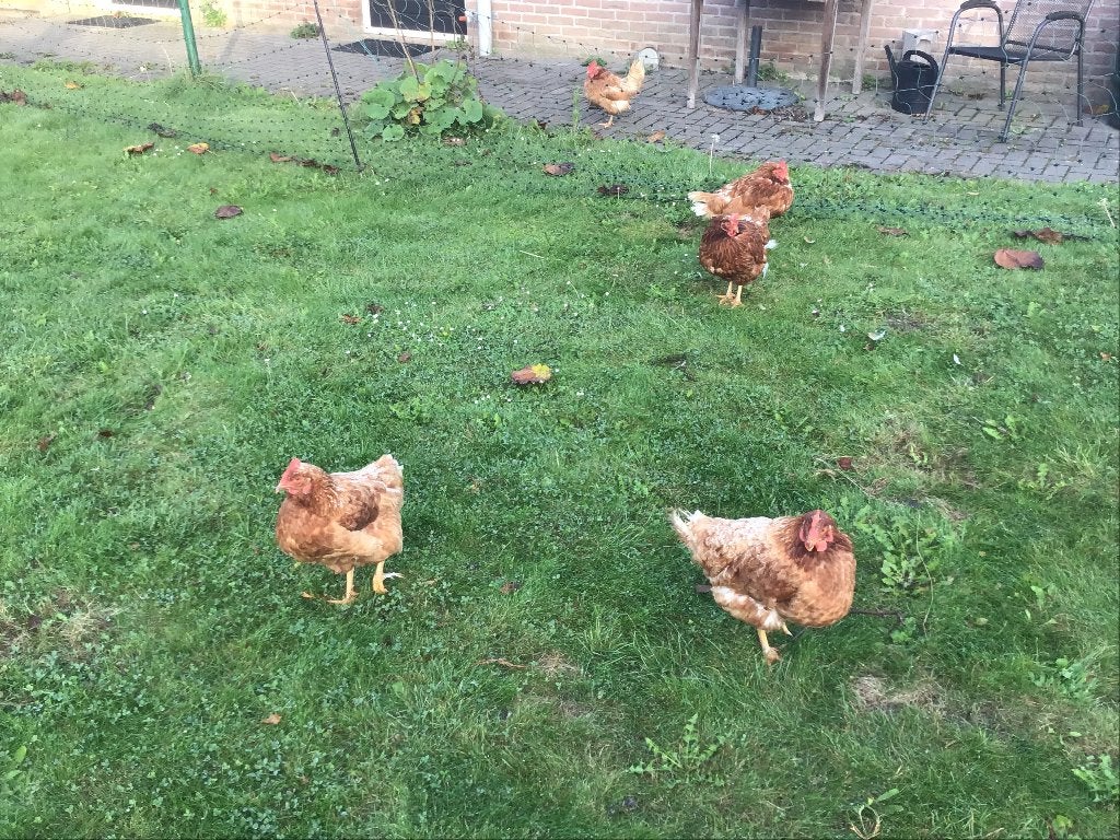 kippen, Vrouwelijk, Kip