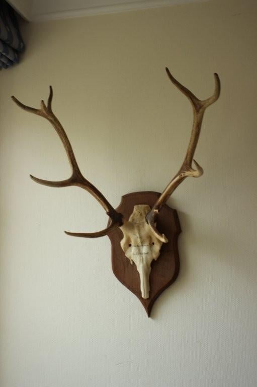 Taxidermie gewei hert 10-ender, Verzamelen, Dierenverzamelingen, Ophalen, Gebruikt, Hert, Gewei of Kop