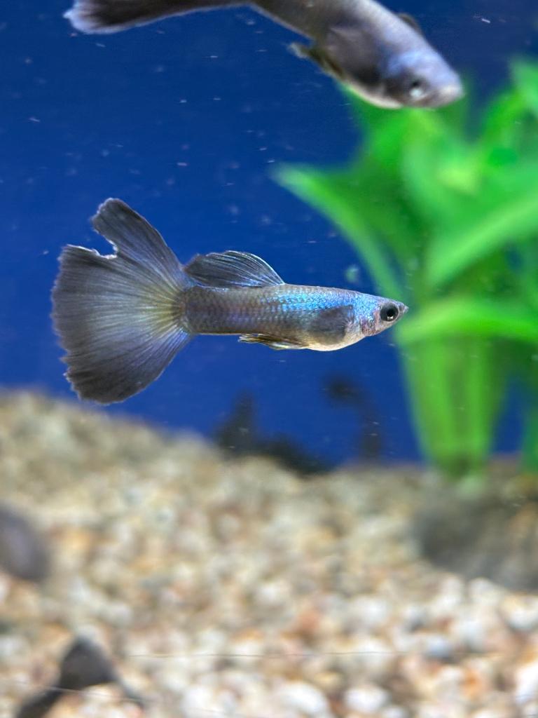 Blue Diamond Guppy, Vis, Zoetwatervis