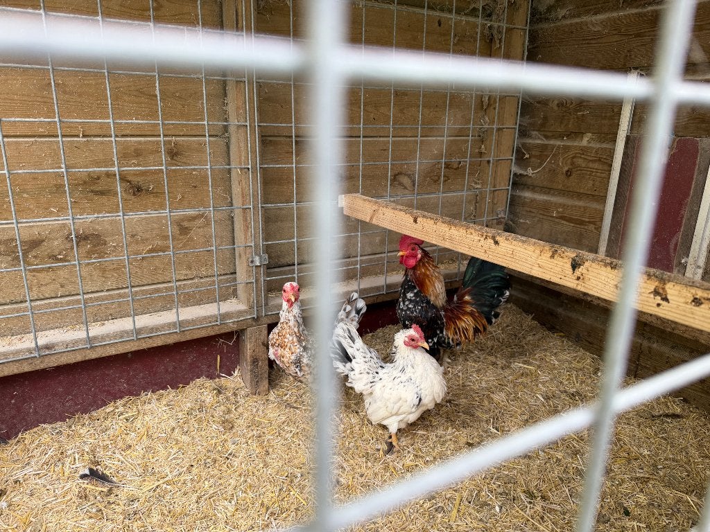 Twee Seramakipjes met haan, Dieren en Toebehoren, Meerdere dieren, Kip