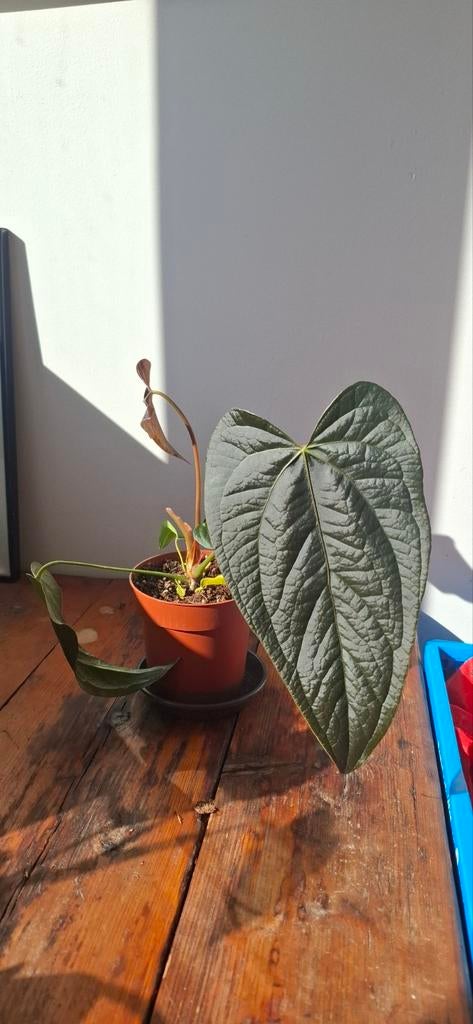 Anthurium Queen of Hearts, Overige soorten, Vaste plant, Ophalen of Verzenden, Bloeit niet