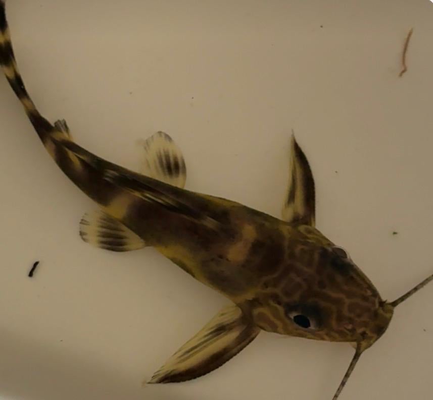 2x Meerval en een l103, Dieren en Toebehoren, Vissen | Aquariumvissen, Vis