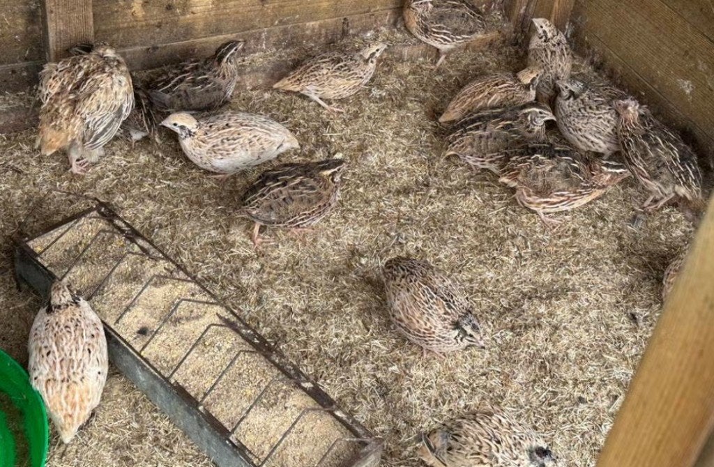 Japanse kwartels hennen en hanen, Meerdere dieren, Overige soorten
