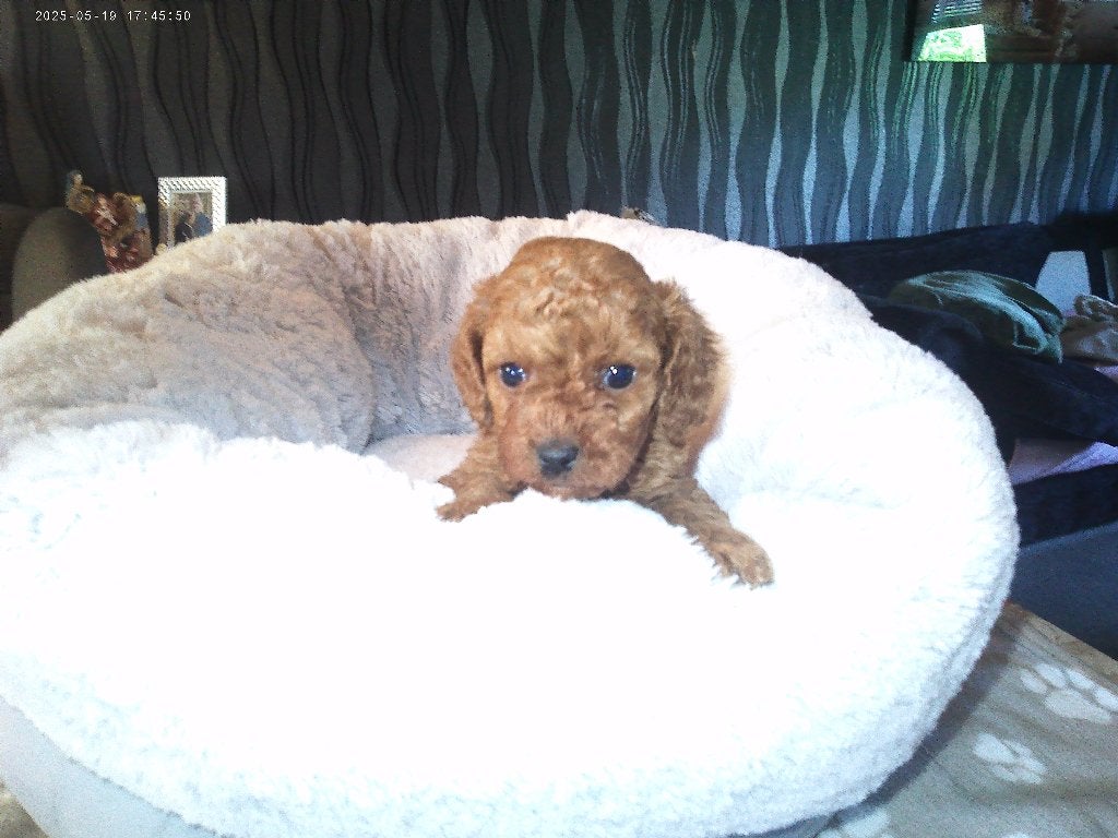 toy poedel, Poedel, 8 tot 15 weken, Parvo, Meerdere