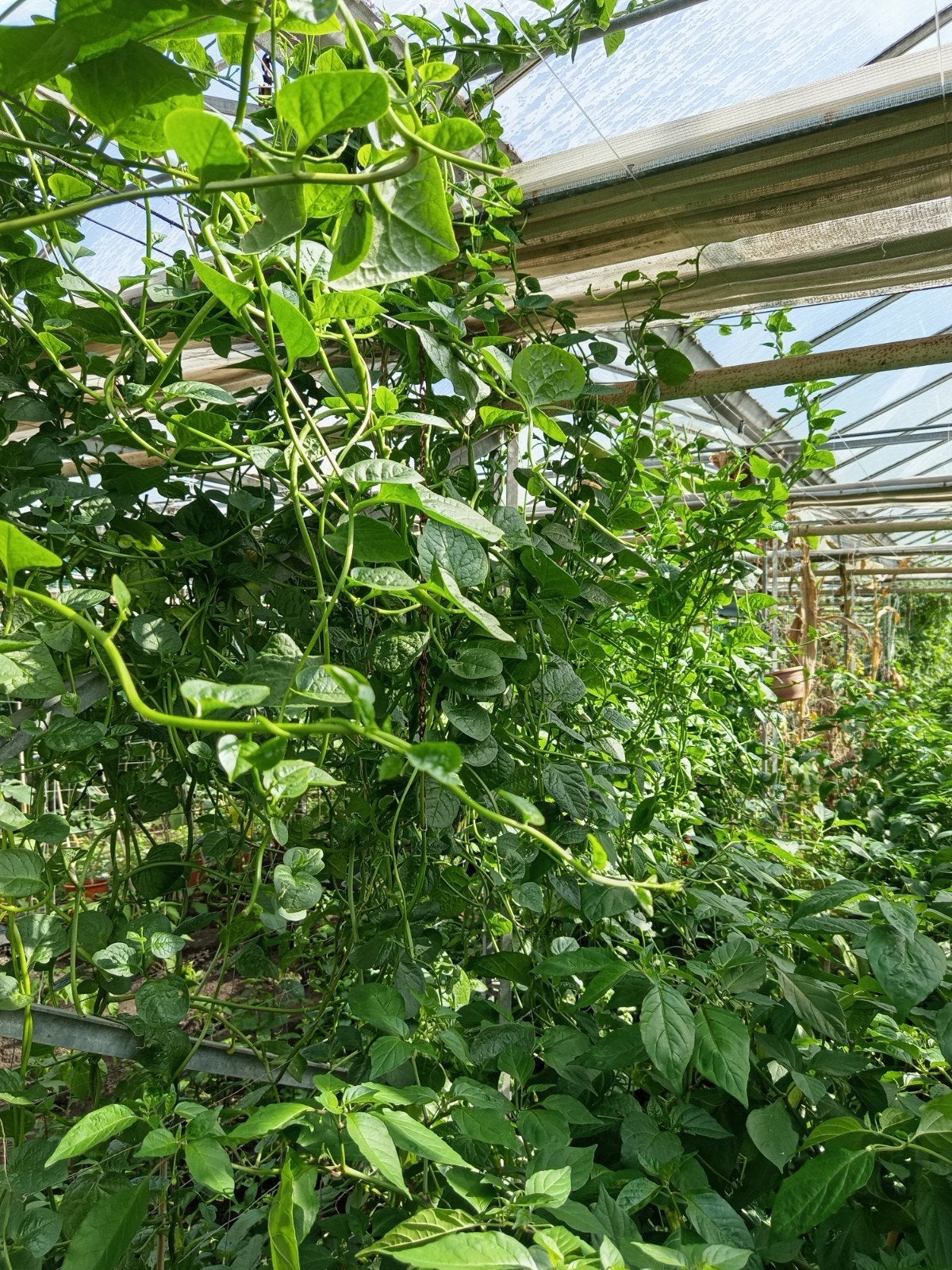 Surinaamse groenten te koop in de kas in Honselersdijk., Tuin en Terras, Ophalen of Verzenden, Eenjarig, Groenteplanten, Volle zon